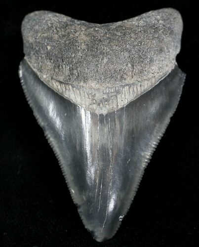 Serrated, Grey Bone Valley Megalodon Tooth #21564